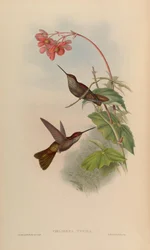 Coeligena typica = Coeligena coeligena